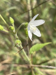 Hibiscus lobatus