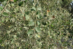 Ziziphus spina-christi