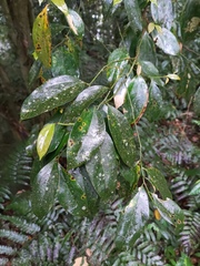 Cryptocarya chinensis