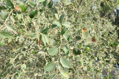 Ziziphus spina-christi
