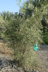 Ziziphus spina-christi