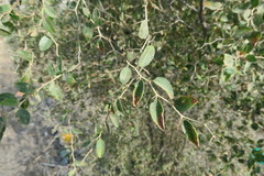 Ziziphus spina-christi