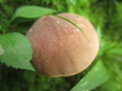 Xanthoconium purpureum