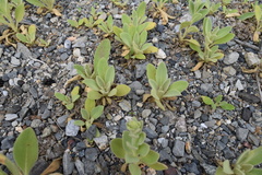 Verbascum thapsus