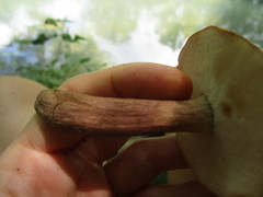 Xanthoconium purpureum