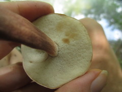 Xanthoconium purpureum