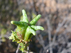 Diosma acmaeophylla