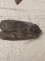 Lithophane furcifera