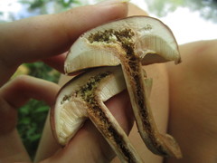 Xanthoconium purpureum