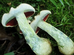 Caloboletus firmus