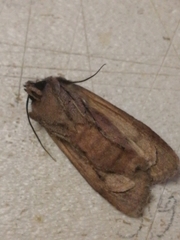 Lithophane furcifera