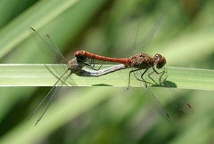 Sympetrum striolatum