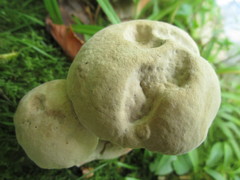 Caloboletus firmus