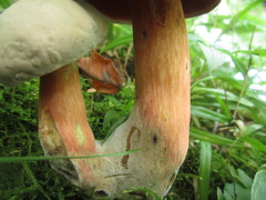Caloboletus firmus