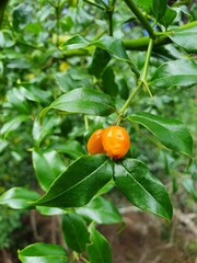 Cassinopsis ilicifolia
