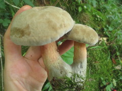 Caloboletus firmus