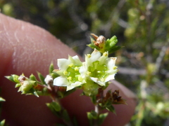Diosma acmaeophylla