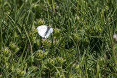 Pieris napi