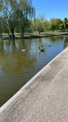 Branta canadensis