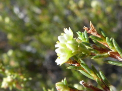 Diosma acmaeophylla