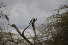 Tockus erythrorhynchus
