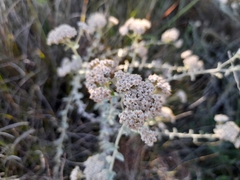 Plecostachys serpyllifolia