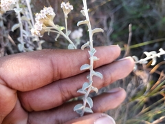 Plecostachys serpyllifolia