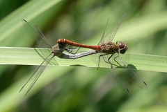 Sympetrum striolatum