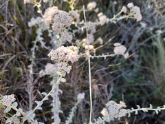 Plecostachys serpyllifolia