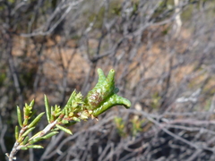 Diosma acmaeophylla