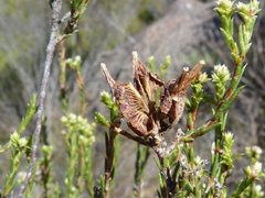 Diosma acmaeophylla
