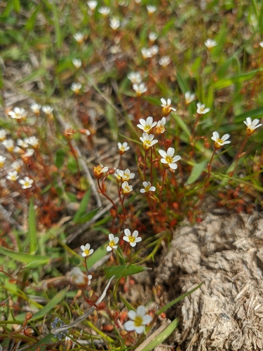 Rue-leaved Saxifrage