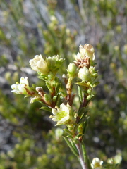 Diosma acmaeophylla