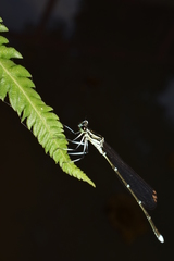 Pseudocopera annulata