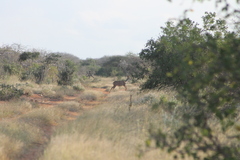 Tragelaphus imberbis
