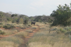 Tragelaphus imberbis