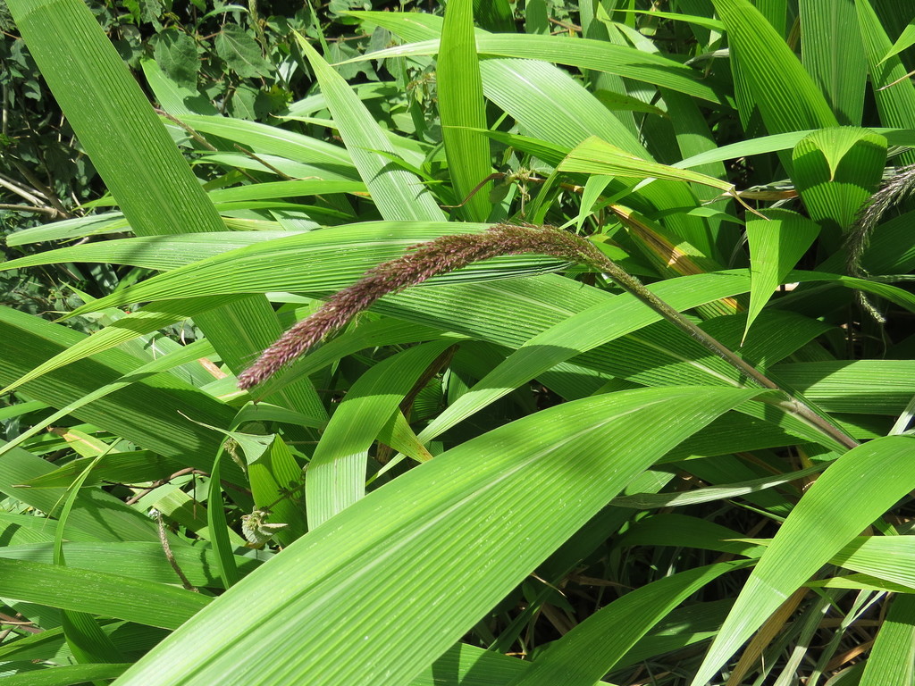 Setaria sulcata