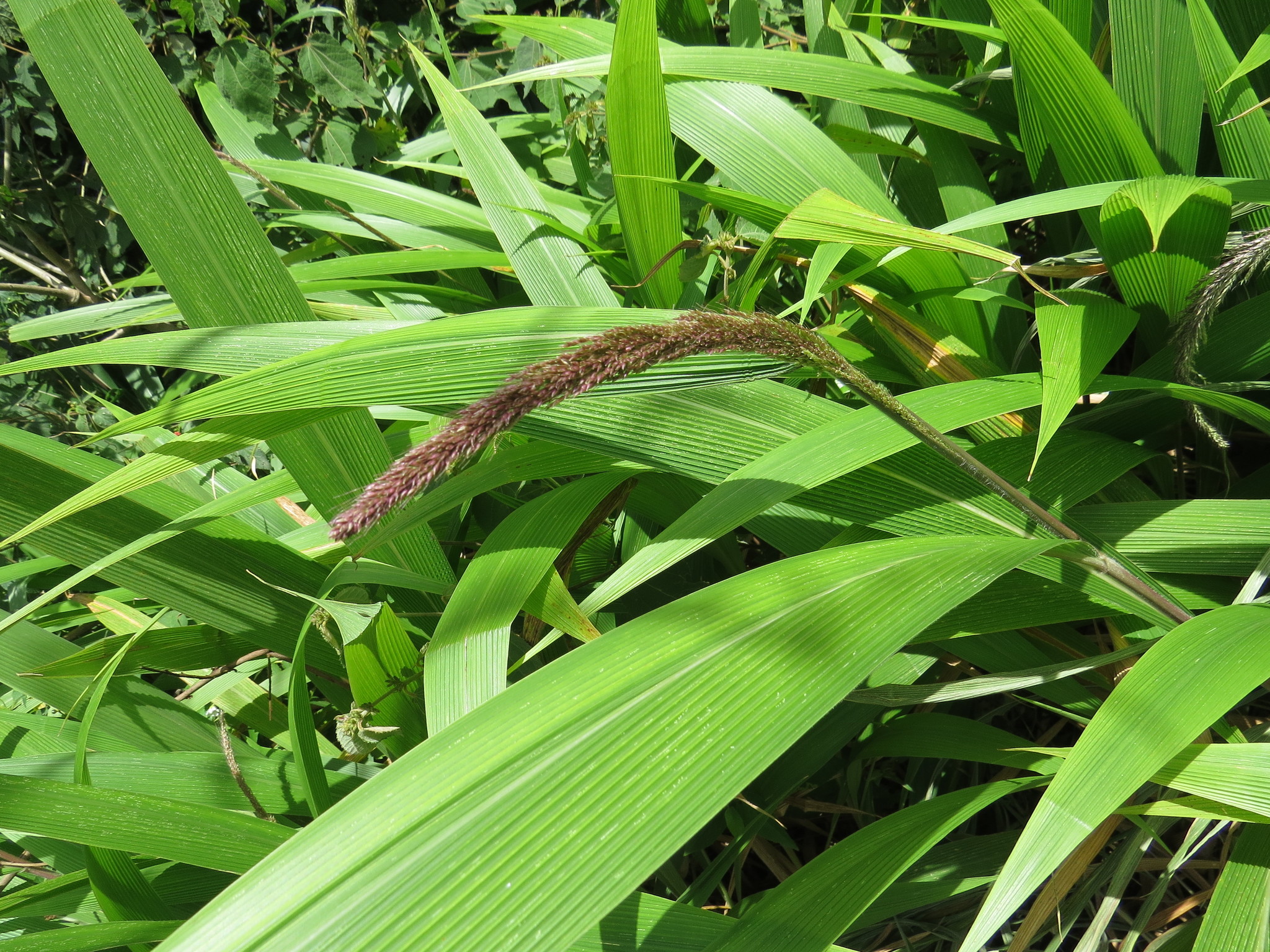 Setaria sulcata