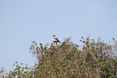 Melierax poliopterus