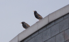 Sturnus vulgaris