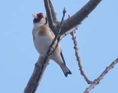 Carduelis carduelis