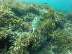 Sphoeroides lobatus