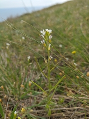 Arabis recta