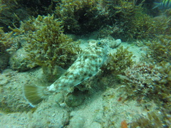 Sphoeroides lobatus