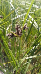 Bolboschoenus glaucus
