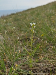 Arabis recta