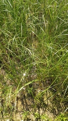 Bolboschoenus glaucus