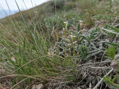 Arabis recta