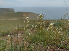 Arabis recta