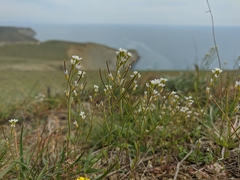 Arabis recta